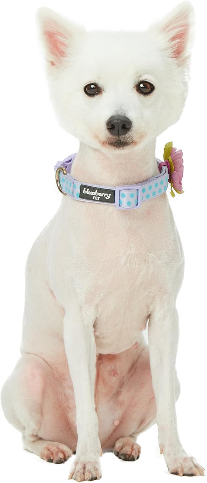 Blueberry Pet Adjustable Flocking Dog Collar with Artificial Silk Flower - Polka Dot in Pastel Purple, Large, Neck 18"-26"
