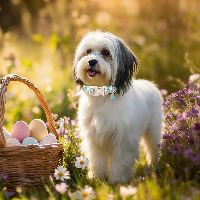 Easter Dog Collar for Puppy Small Dogs - Cute Easter Egg Hunt Dog Collars for Boy Girl Dogs, Playful Bunny & Chick Print, Lightweight Adjustable Spring Holiday Dog Collar XS