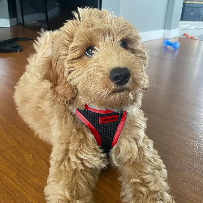 Best Pet Supplies Voyager Step-in Air All Weather Mesh Harness and Reflective Dog 5 ft Leash Combo with Neoprene Handle, for Small, Medium and Large Breed Puppies - Red Trim, M