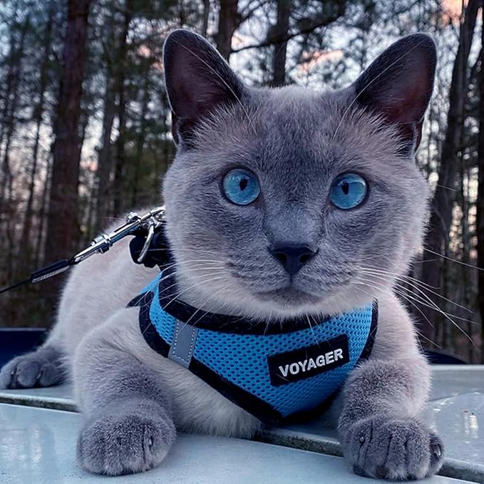 Best Pet Supplies Voyager Step-in Air All Weather Mesh Harness and Reflective Dog 5 ft Leash Combo with Neoprene Handle, for Small, Medium and Large Breed Puppies - Baby Blue/Black Trim, X-Small