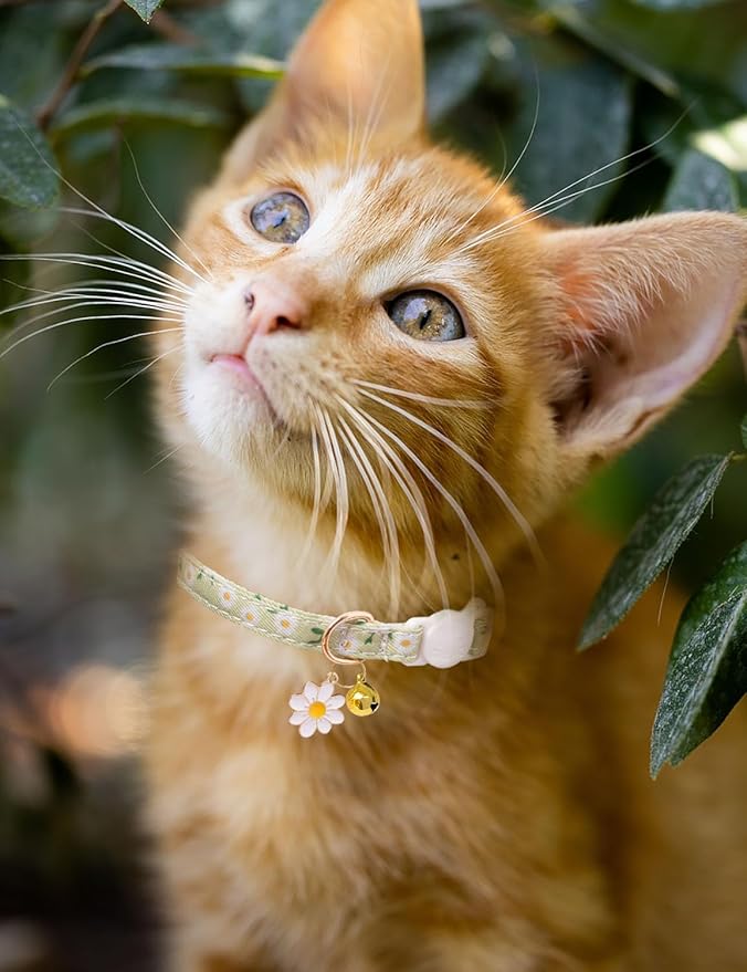 Cat Collar Breakaway with Bells,3 Pack Safety Adjustable Pet Collars,Ideal for Girl Boy Kittens. (Orange Green Pink)