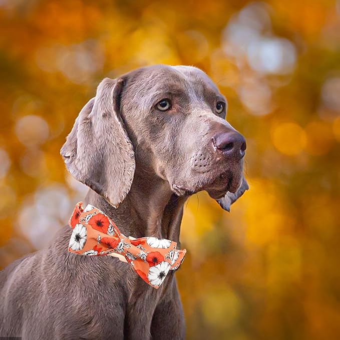 Fall Dog Collar, Pet Collar Bow Floral Pet Collar Girl Boy Holiday Collars Gift Bow Cute Soft Puppy Collars for X-Small