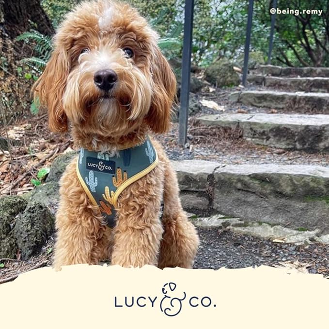 Lucy & Co. Looking Sharp, Cute Reversible Dog Harness Walking Halter - Best Designer Pet Harnesses for Medium Dogs - Padded Adjustable Vest for Easy Walking (X-Small)
