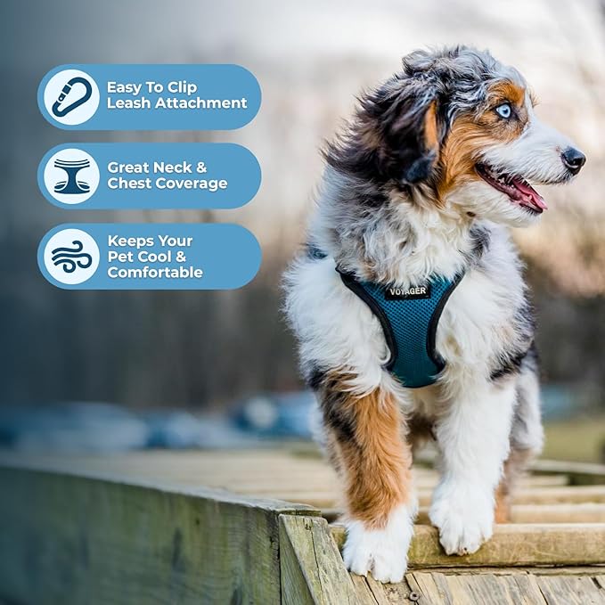 Voyager Step-in Pet Harness - All Weather Mesh, Adjustable Step in Harness for Cats and Dogs by Best Pet Supplies - Turquoise/Black Trim, S