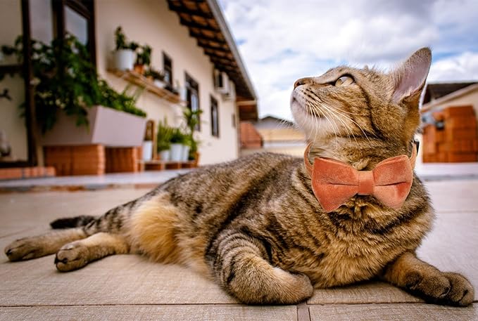 Cat Collar Breakaway with Bell and Removable Bow Tie Safety Buckle Velvet Adjustable 7-11 inches for Kitten Cats (Brown)