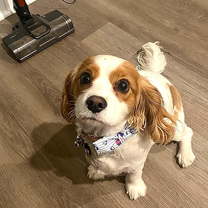 Lionheart glory Dog Collar, Dog Collar with Bow, Summer Stripe Boy Dog Bowtie Collar Cute Pet Collar Gift for Large Dog