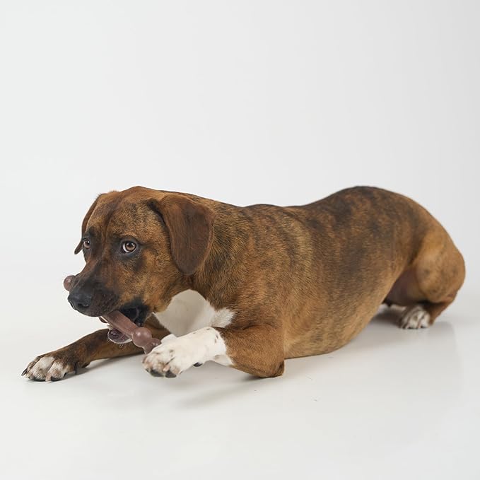 SPOT Bam-Bones Wishbone - Made with Strong Bamboo Fiber, Durable Long Lasting Dog Chew for Light to Moderate Chewers, Great Toy for Adult Dogs & Teething Puppies Under 50lbs, 7in, Bacon Flavor