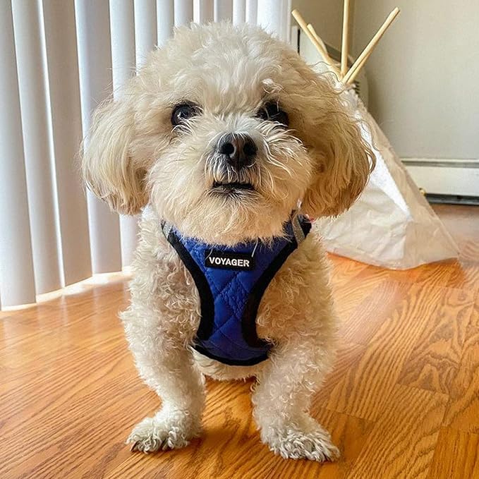 Best Pet Supplies - All Weather Plush, Reflective, No Pull Harness for Small, Medium Dogs, Cats - Secure with Hook & Loop Fastener, Buckle, Double D-Rings - Royal Blue Faux Leather, XL