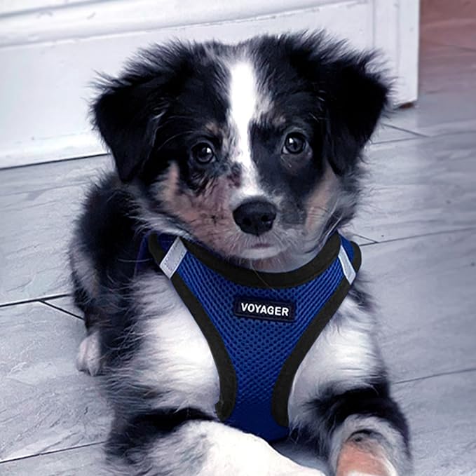 Best Pet Supplies Voyager Step-in Air All Weather Mesh Harness and Reflective Dog 5 ft Leash Combo with Neoprene Handle, for Small, Medium and Large Breed Puppies - Royal Blue/Black Trim, XX-Small
