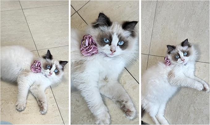 Fupo Purple Cat Collar with Flower Bowtie - Kitten Collar Breakaway Cat Collar for Girl Cats Puppies