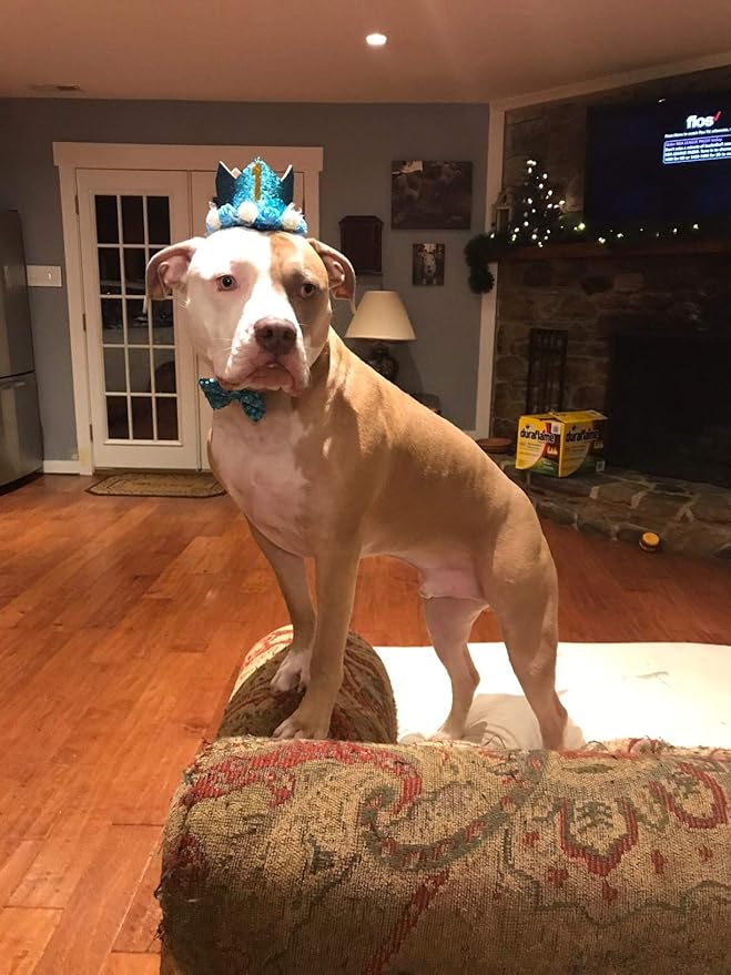 PET SHOW Blue Crown Dog Birthday Hat for Boys Male Pets Cat Headband With Figures 0-9 Charms and Glue Party Accessories Pack of 1