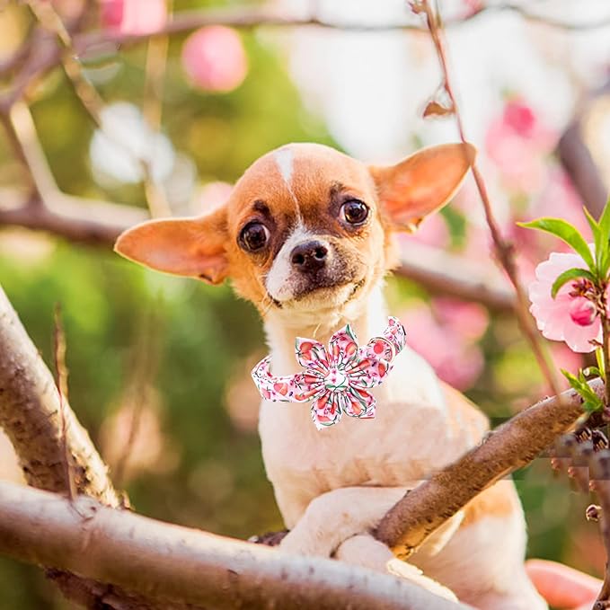 Lionheart Glory Pink Peach Flower Dog Collar - Soft, Durable, Adjustable for Medium Dogs