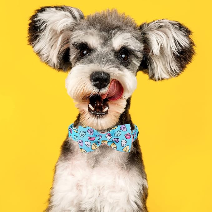 MR. CHUBBYFACE Valentine's Dog Collar with Bowtie, Cute Blue Heart Dog Collar with Metal Buckle, Adjustable Cotton Collar for Small Medium Large Dogs