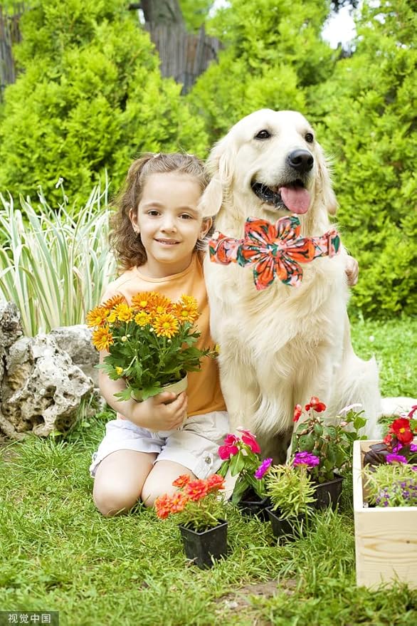 Lionheart Glory Dog Collar With Flower - Cute Floral Pattern Adjustable Pet Collar for X-Small Dogs