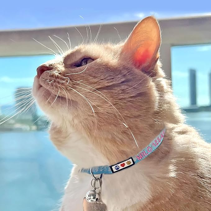 Pawtitas Personalized Cat Collar with Breakaway Safety Release Buckle Adjustable Length | Cat Collar with Custom Embroidered for Your Pet's Name and Phone Number | Grey Cat Collar with Removable Bell