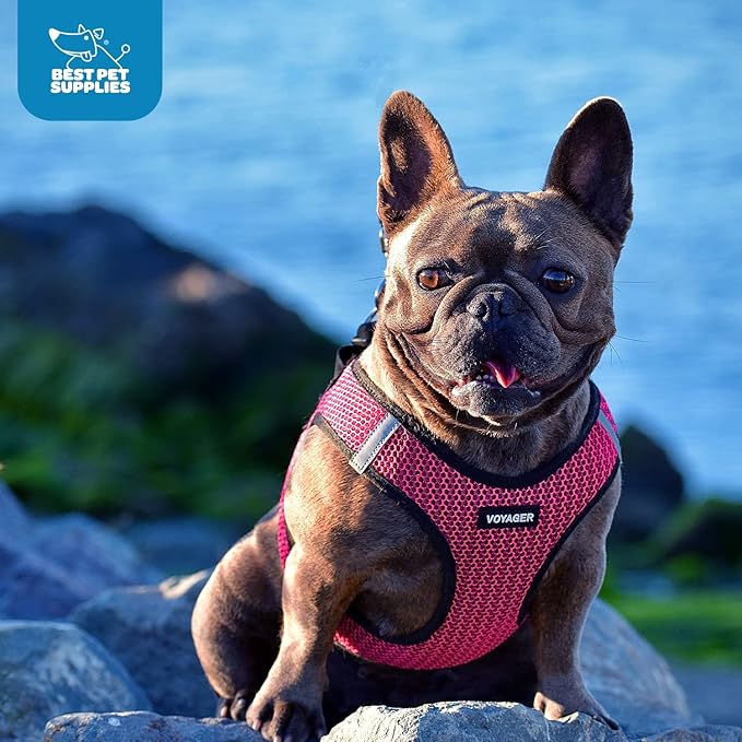 Best Pet Supplies - All Weather Mesh/Plush, Reflective, No Pull Harness for Small, Medium Dogs, Cats - Secure with Hook & Loop Fastener, Buckle, Double D-Rings - Fuchsia (2-Tone), S