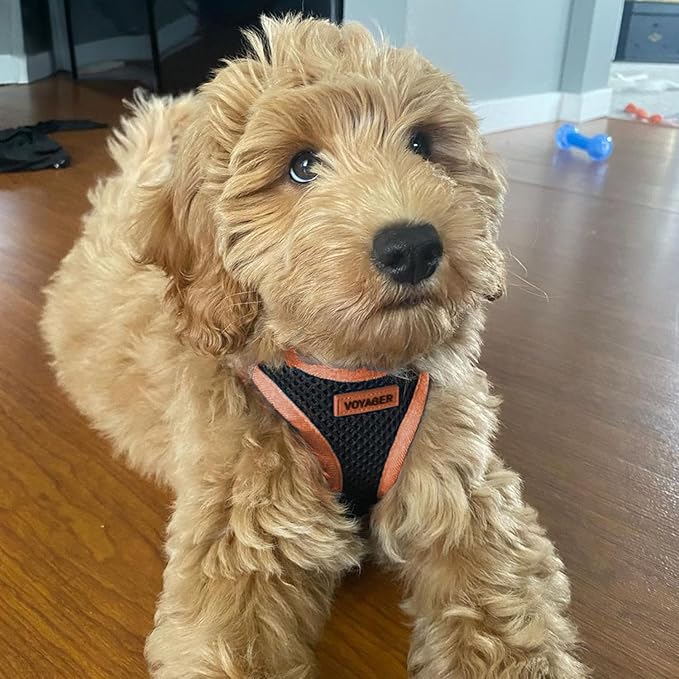 Best Pet Supplies Voyager Step-in Air All Weather Mesh Harness and Reflective Dog 5 ft Leash Combo with Neoprene Handle, for Small, Medium and Large Breed Puppies - Black/Orange Trim, X-Small