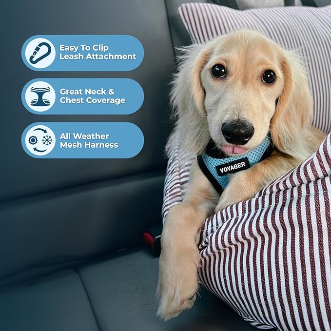 Best Pet Supplies Voyager Step-in Air Harness - All Weather Mesh, Reflective, No Pull Harness for Dogs, Cats - Secure with Hook & Loop Fastener, Buckle, Double D-Rings - Baby Blue/Black Trim, S