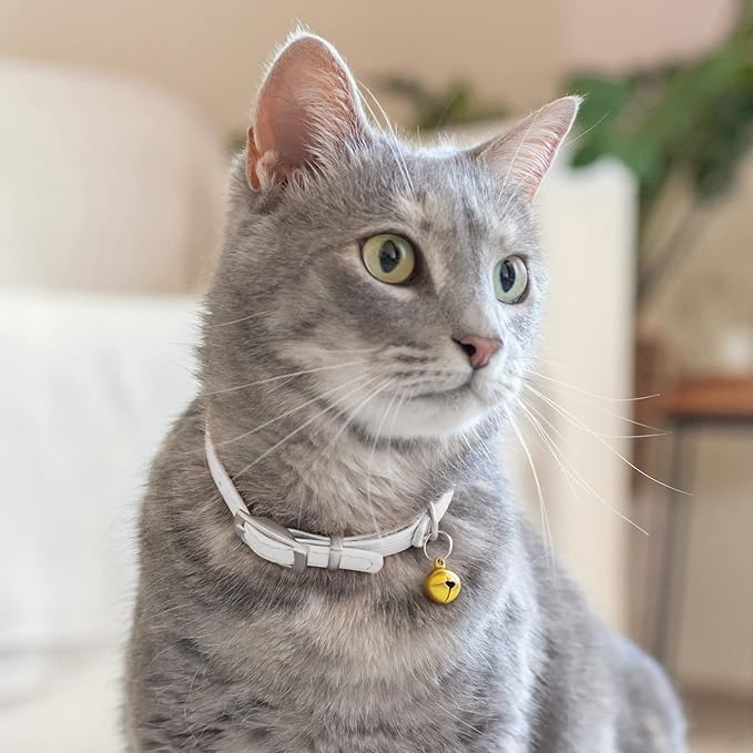 CollarDirect Leather Cat Collar with Bell - Kitten Collar, Small and Big Cat Collar for Boy Cats, Girl Cats with Safety Elastic Strap (Neck Fit 8"-11", White)