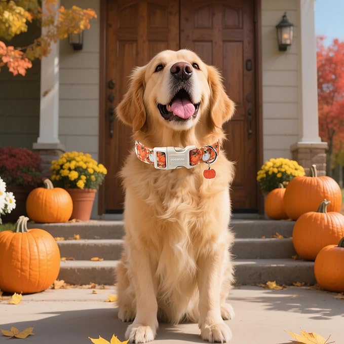 DOGWONG Fall Pumpkin Dog Collar- Cute Daisy Pumpkin Dog Collars Adjustable Orange Halloween Thanksgiving Dog Collar for Small Medium Large Dogs XS