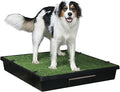 PetSafe Pet Loo Indoor Pet Toilet, Portable Dog Potty Station, Grass Pad Tray of Synthetic Grass Mat, Easy to Clean, Large