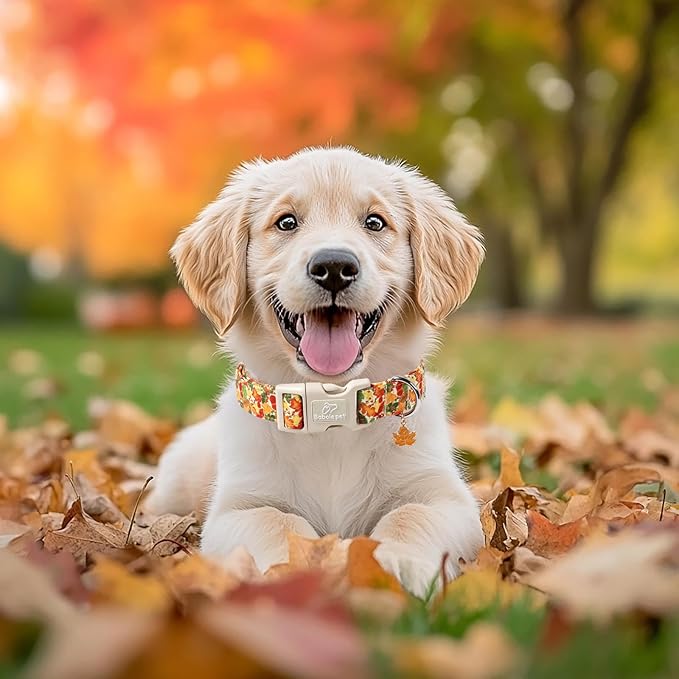 Fall Dog Collar Cute Autumn Leaves Puppy Collar - Light Comfortable Adjustable Pet Collars for Small Medium Large Girl Boy Dogs XL