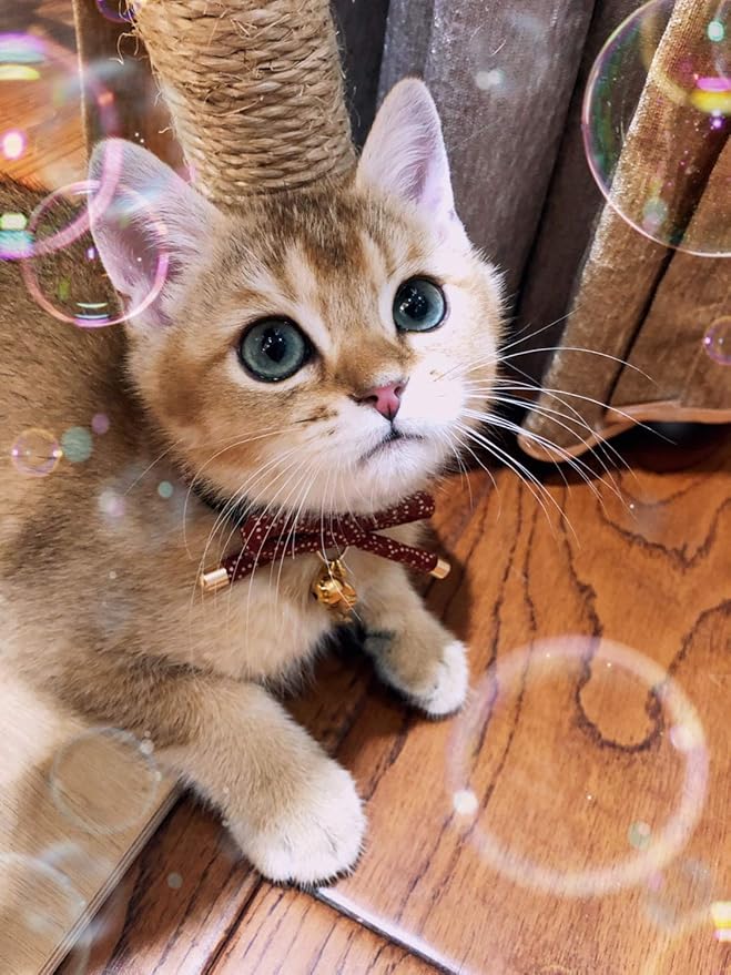 PetSoKoo Cute Bowtie Cat Collar with Bell. Japanese Stylish Bowknot & Fish Charm. Safety Breakaway, Soft, Lightweight, for Girl Boy Male Female Cats Kitten,Red