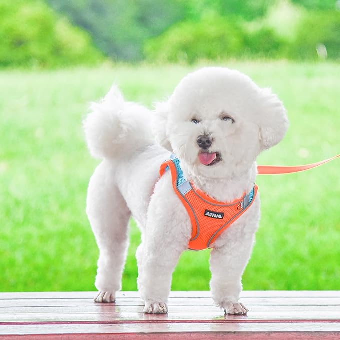 AIITLE Dog Harness, No-Pull Cat Harness with a Leash, Adjustable Reflective Dog Vest, Cat Harness Escape Proof, Outdoor Walking, Running,Training for Extra Small Dogs and House Cats Orange XXXS