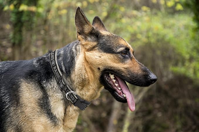 Pets First NFL Raiders Licensed PET COLLAR, Extra Large - Heavy-Duty, Strong, and Durable Dog Collar. Available in 31 Football Teams and 4 Sizes