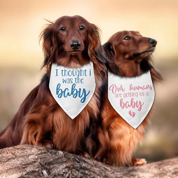 2 Packs Baby Announcement Dog Bandana Our Humans are Getting Us a Baby Gender Reveal Pet Dog Triangle Scarf Accessories Pregnancy Announcement for Small Medium Large Dogs Cats