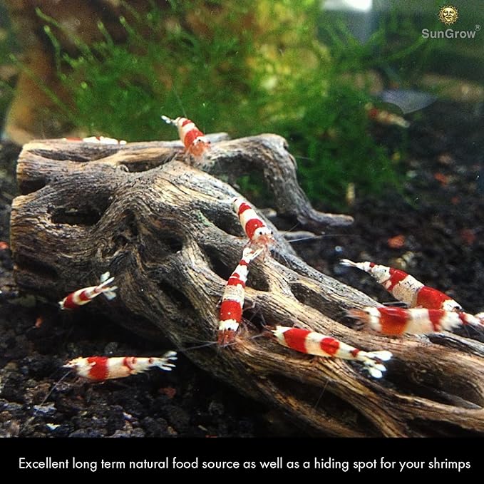SunGrow Cholla Wood, 6” Climbing Logs, Chew Toy, Aquarium Fish, Snail, and Shrimp Driftwood, Tropical Freshwater Fish Décor, Adds Raw Beauty, 3 Pack