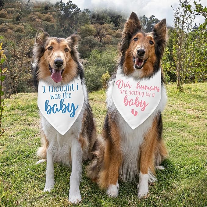 2 Packs Baby Announcement Dog Bandana Our Humans are Getting Us a Baby Gender Reveal Pet Dog Triangle Scarf Accessories Pregnancy Announcement for Small Medium Large Dogs Cats
