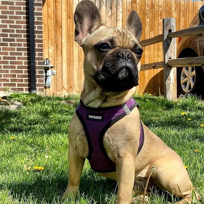 Best Pet Supplies Voyager Step-in Air Harness - All Weather Mesh, Reflective, No Pull Harness for Dogs, Cats - Secure with Hook & Loop Fastener, Buckle, Double D-Rings - Purple/Black Trim, M