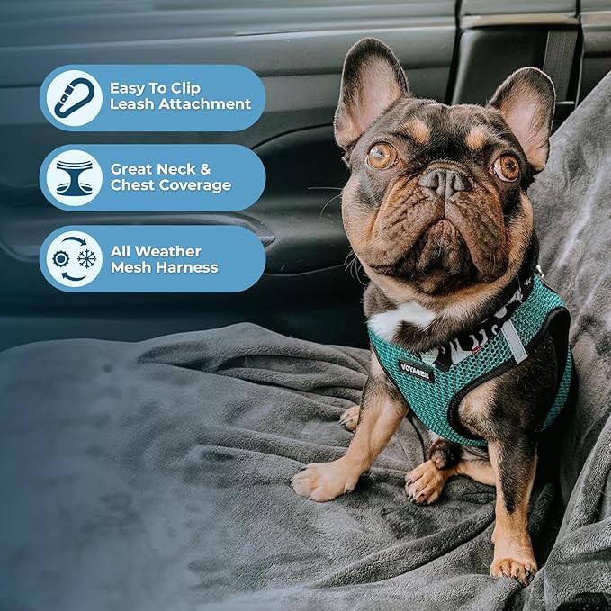 Best Pet Supplies Voyager Step-in Air All Weather Mesh Harness and Reflective Dog 5 ft Leash Combo with Neoprene Handle, for Small, Medium and Large Breed Puppies - Turquoise (2-Tone), L