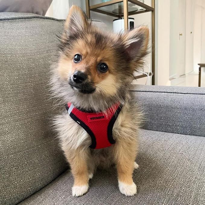 Best Pet Supplies - All Weather Mesh / Plush, Reflective, No Pull Harness for Small, Medium Dogs, Cats - Secure with Hook & Loop Fastener, Buckle, Double D-Rings - Red/Black Trim, XS