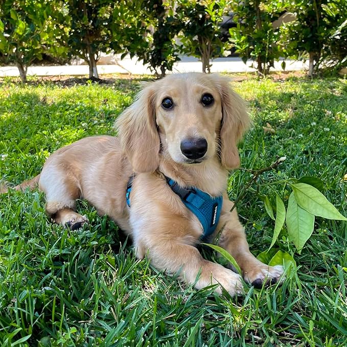 Voyager Step-in Pet Harness - All Weather Mesh, Adjustable Step in Harness for Cats and Dogs by Best Pet Supplies - Turquoise, XL
