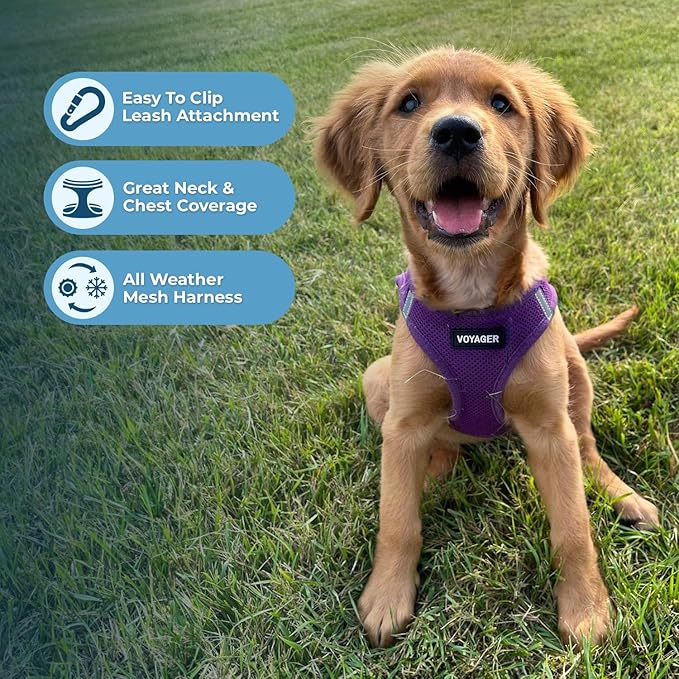Best Pet Supplies Voyager Step-in Air All Weather Mesh Harness and Reflective Dog 5 ft Leash Combo with Neoprene Handle, for Small, Medium and Large Breed Puppies - Set (Purple), M