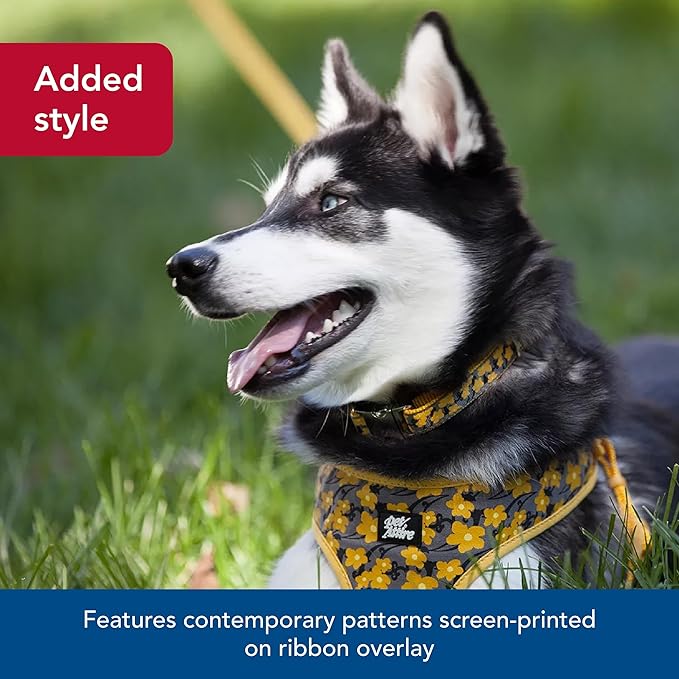 Coastal Pet - Ribbon - Adjustable Dog Collar with Metal Buckle, Yellow Buttercup, 5/8" x 8"-12"