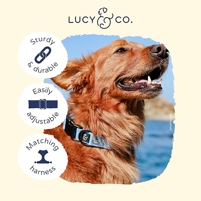 Lucy & Co. Set Sail Adjustable Dog Collar- Cute Designer Pet Collar for Small, Medium, Large Dogs- Buckle Closure Dog Accessories, Medium, Blue with Green & Yellow Sailboats