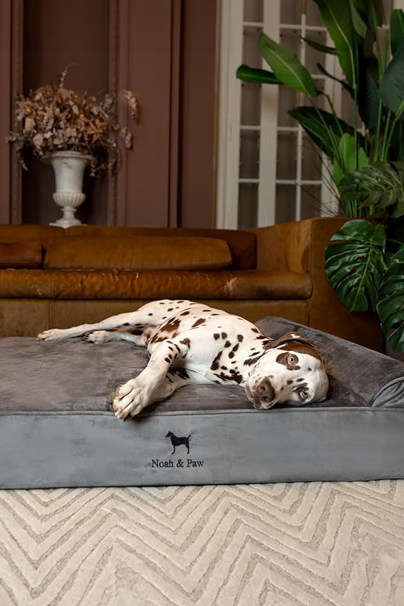NOAH & PAW XL Dog Bed, 45x35x9.1 Inch, Orthopedic Large Dog Beds, Eggshell Memory Foam Infused with Cooling Gel, Waterproof, Machine Washable, Includes Inner Cover (Velvet Collection)