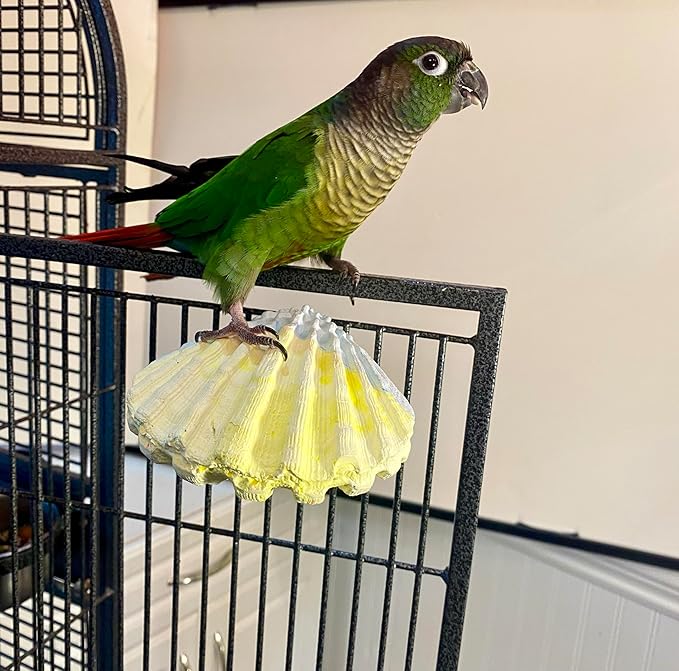 Polly's Comfy Clam Parrot Cage Flat Bird Perch for Macaws, Parakeets, Cockatiels, African Greys, Amazons and More (Blue/Yellow, Small)