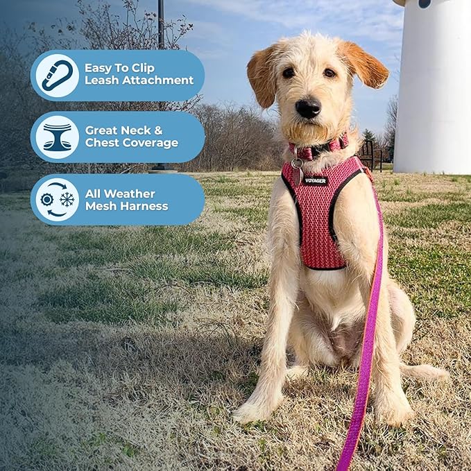 Best Pet Supplies - All Weather Mesh/Plush, Reflective, No Pull Harness for Small, Medium Dogs, Cats - Secure with Hook & Loop Fastener, Buckle, Double D-Rings - Fuchsia (2-Tone), S