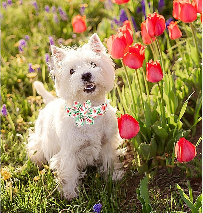 Lionheart glory Dog Collar Flowers Collar Floral Dog Collar with Flower Spring Summer Cute Collar Dog Boy or Girl Dog Collars Soft Durable Adjustable Dog Collars for Small Dogs, Red Roses