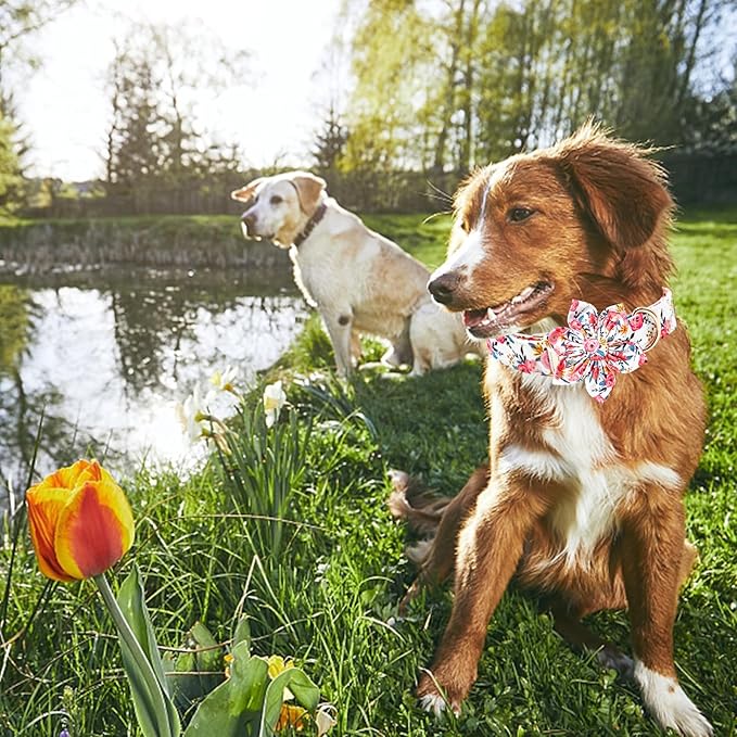 Lionheart Glory Floral Dog Collar - Soft, Durable & Adjustable for Small Dogs
