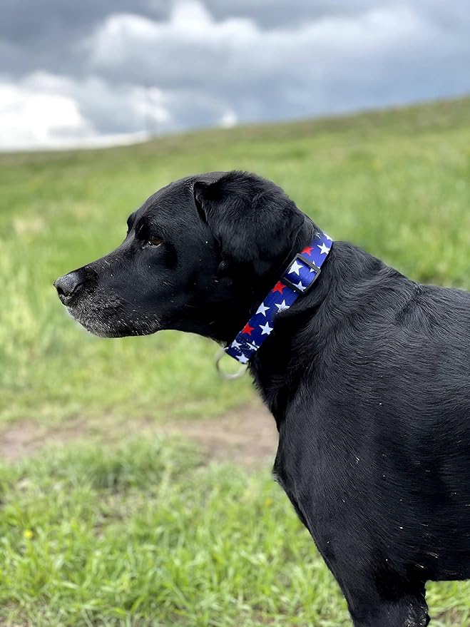 Native Pup American Flag Dog Collar- Red White and Blue- Patriotic Collars for 4th of July, USA- Adjustable Small, Medium, Large Breed Dogs (Medium, Red & White Stars)