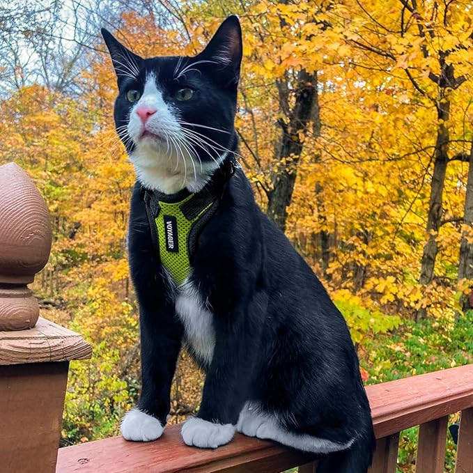 Voyager Escape-Proof Step-in Lock Cat Harness & 5ft Neoprene-Handle Leash Set All-Weather Mesh with Reflective Stitching for Small to Large Cats by Best Pet Supplies, Lime Green/Black Trim, XS
