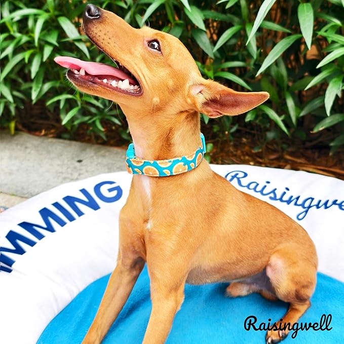 Cute Dog Collar Fruit Orange Pattern for Boys and Girls Holiday Dog Collars Summer Fall Gift Adjustable for Small to Medium Breed Dogs (Fruit Orange, XS)