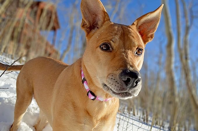 Native Pup Valentine’s Dog Collar- Valentines Day Pet Collars- Valentine Girly Hearts- Pink Red Heart- Cute Boy Girl Puppy Gift- Adjustable for Small, Medium, Large Breeds (Pink Heart, Large)