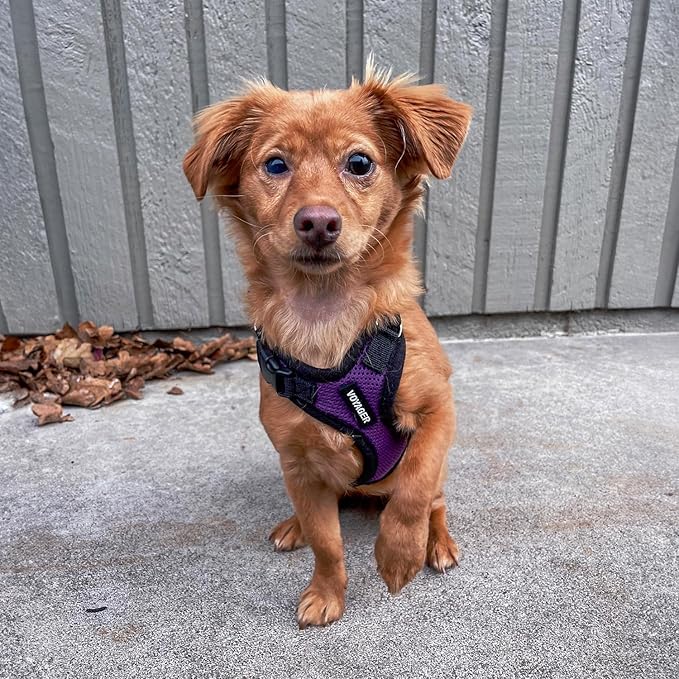 Voyager Step-in Pet Harness - All Weather Mesh, Adjustable Step in Harness for Cats and Dogs by Best Pet Supplies - Purple/Black Trim, XS