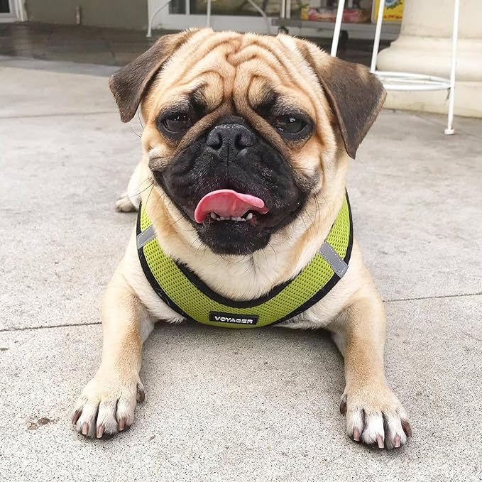 Best Pet Supplies Voyager Step-in Air All Weather Mesh Harness and Reflective Dog 5 ft Leash Combo with Neoprene Handle, for Small, Medium and Large Breed Puppies - Lime/Black Trim, XX-Small